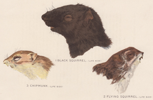 Black Squirrel, Flying Squirrel, Chipmunk (heads)